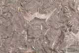 Ordovician Trilobite Mortality Plate (Pos/Neg) - Morocco #254779-2